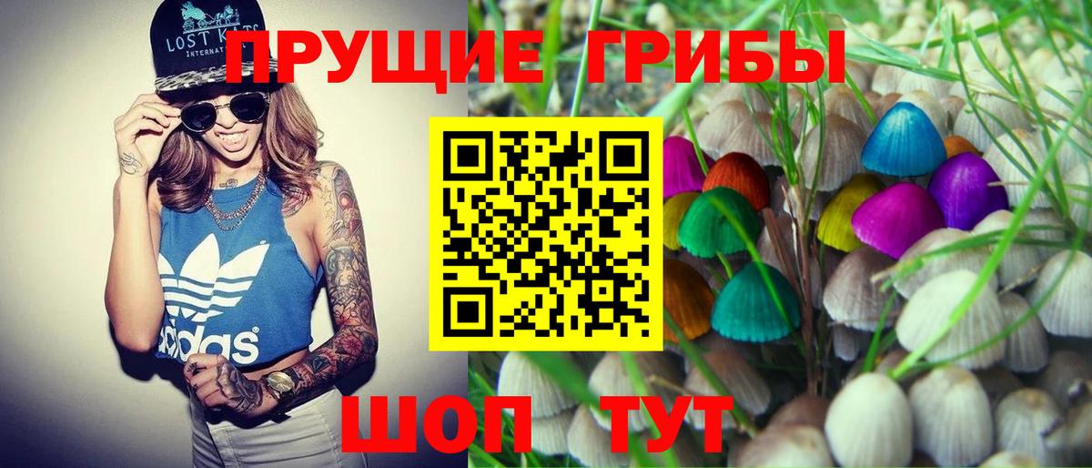 Псилоцибиновые грибы Psilocybine cubensis Славгород